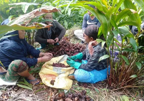 अलैँचीको मूल्यमा केही सुधार : प्रतिमन ९० हजार रुपैयाँमा किनबेच !