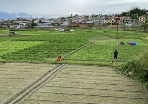 घर–जग्गाको कारोबारमा आएन अपेक्षित सुधार, राजस्व सङ्कलनमा गिरावट