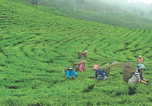 मेची भन्सार कार्यालयबाट चिया निर्यात ६९ प्रतिशतले बढ्यो !